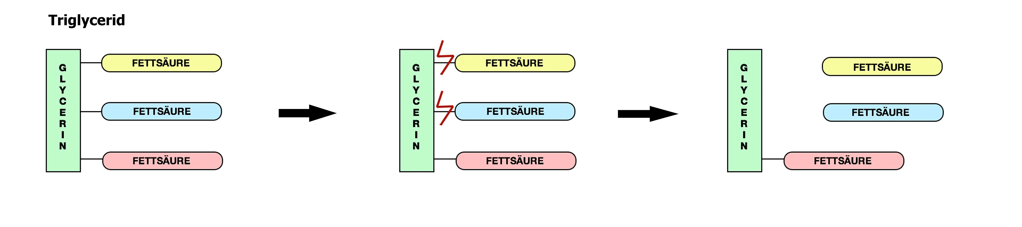 Fette_Triglycerid_web