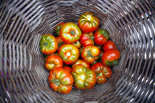 Tomate Frucht oder Gemüse? Soul Recipes Ernährungsberatung